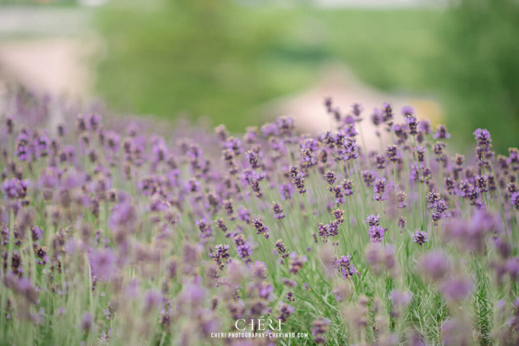 Hokkaido Pre Wedding Photography, Japan - Tomita Farm